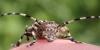 Aegomorphus clavipes